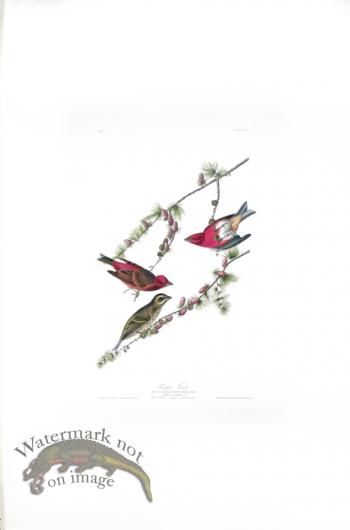 Purple Finch